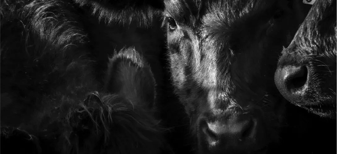 cows image